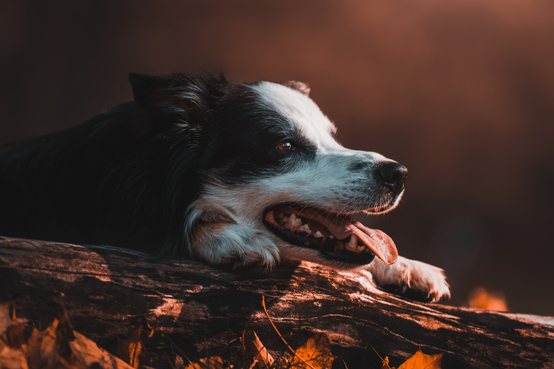 convulsao em cachorro filhote