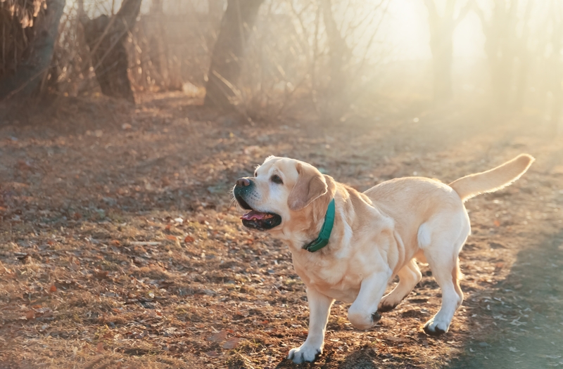 remedio-para-cachorro-dormir-em-viagem