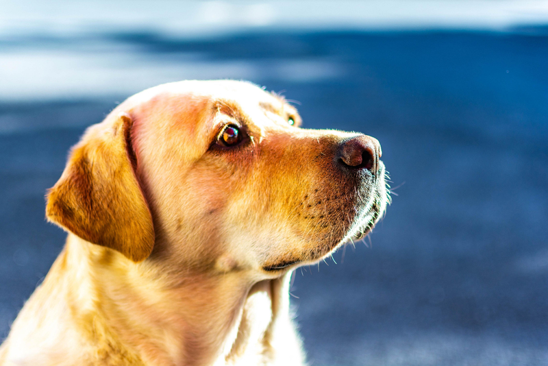 remedio-para-cachorro-dormir-seguro