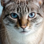 remedio para gato dormir benefícios