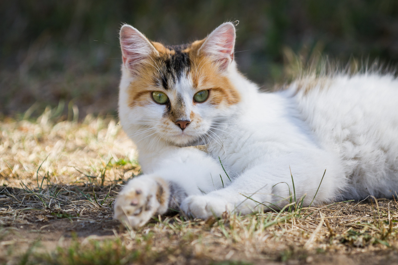 remedio para gato dormir cannabis