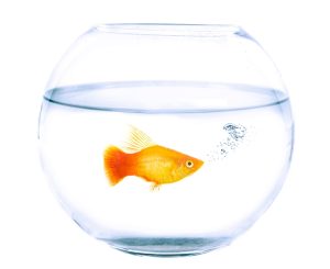 Canabidiol pode reduzir estresse no transporte de peixes ornamentais, aponta estudo