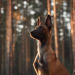 Estudo de caso: como o canabidiol ajudou cachorro a ficar anos sem crises de epilepsia