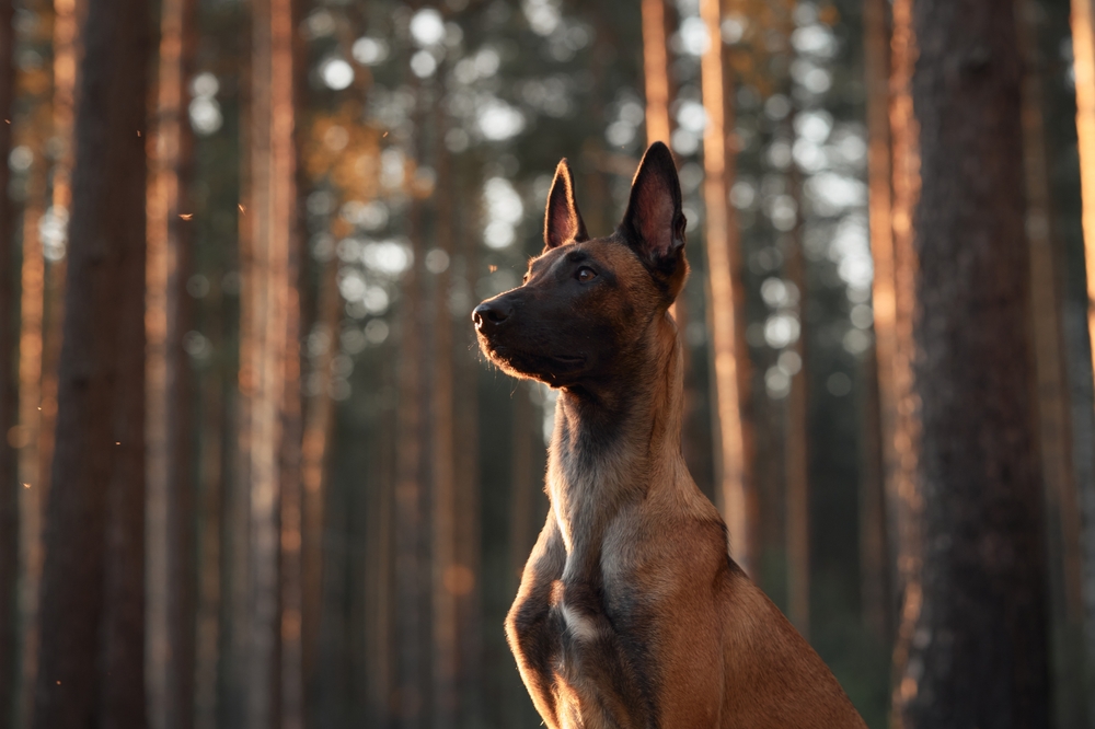 Estudo de caso: como o canabidiol ajudou cachorro a ficar anos sem crises de epilepsia