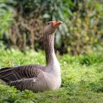 Uso de canabidiol em gansos melhora desempenho produtivo, diz pesquisa