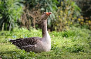 Uso de canabidiol em gansos melhora desempenho produtivo, diz pesquisa