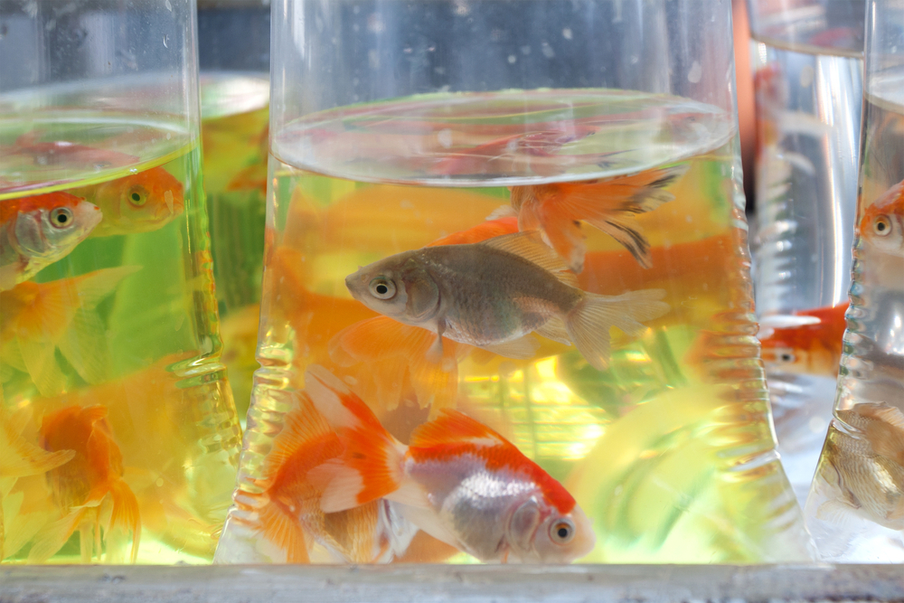 Peixes ornamentais em sacos de transporte