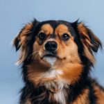 sintomas de cinomose em caes