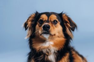 sintomas de cinomose em caes