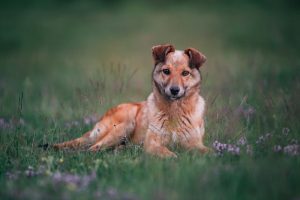 tratamentos para convulsao em cachorro