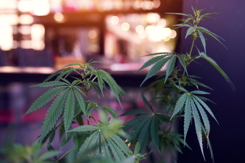 THCV cannabis