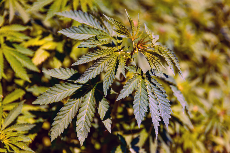 THCV cbd