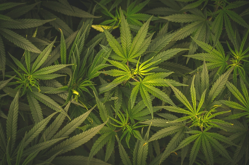 THCV na cannabis