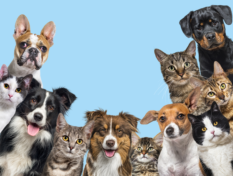 canabidiol-uso-veterinario-comprar-para-caes
