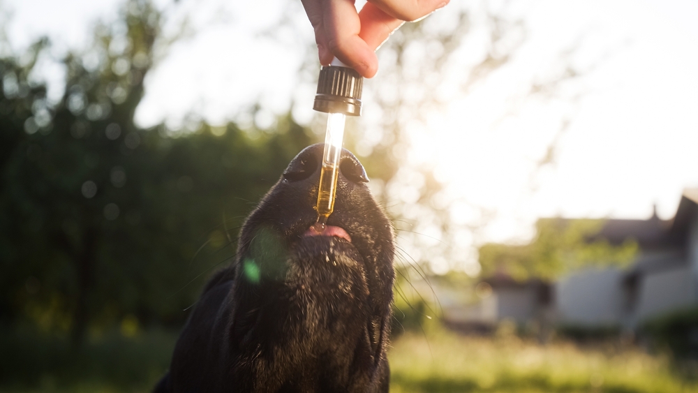 Cannabis medicinal na Veterinária: veja os melhores momentos da Live
