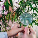 RDC 1012: Anvisa define regras para cultivo de Cannabis voltado à pesquisa