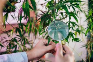 RDC 1012: Anvisa define regras para cultivo de Cannabis voltado à pesquisa