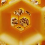 Estudo investiga uso de Cannabis no combate a doença que ameaça abelhas