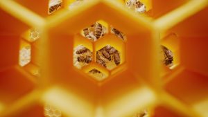 Estudo investiga uso de Cannabis no combate a doença que ameaça abelhas