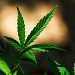 tipos-de-cannabis