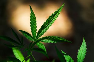 tipos-de-cannabis