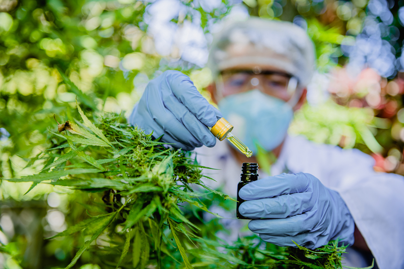 tratamento-com-canabidiol-cannabis