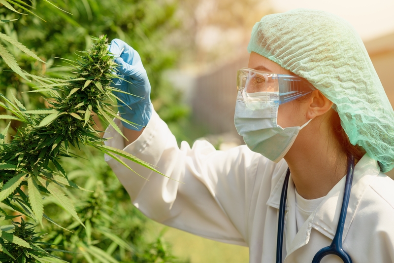 quais-sao-as-perguntas-frequentes-Cannabis-medicinal-canabidiol