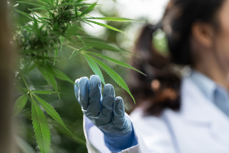 quais-sao-as-perguntas-frequentes-Cannabis-medicinal-no-brasil