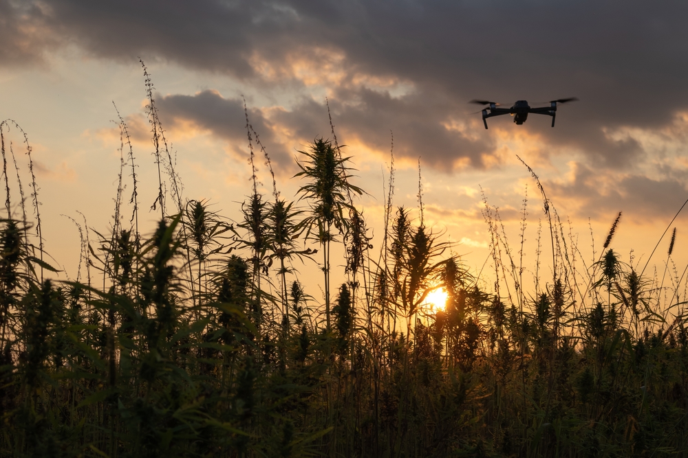 EIHA apoia novo limite de 1% de THC para cânhamo na UE