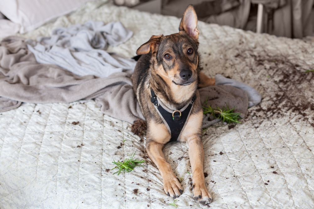 CBD para pets: como canabinoide ajuda na ansiedade de separação