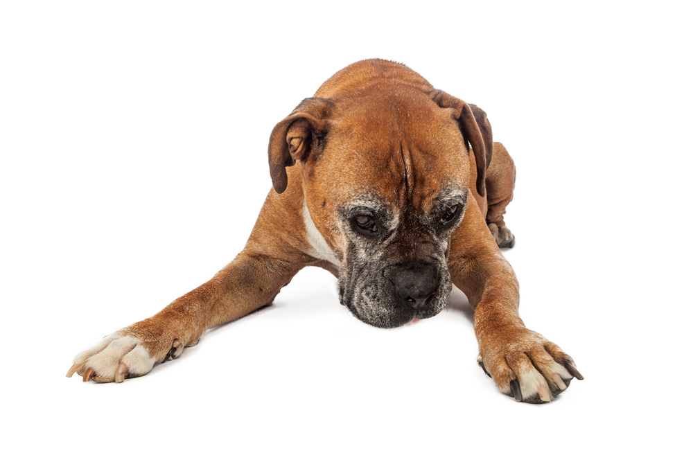 Cannabis melhora dor e mobilidade em cães com osteoartrite crônica
