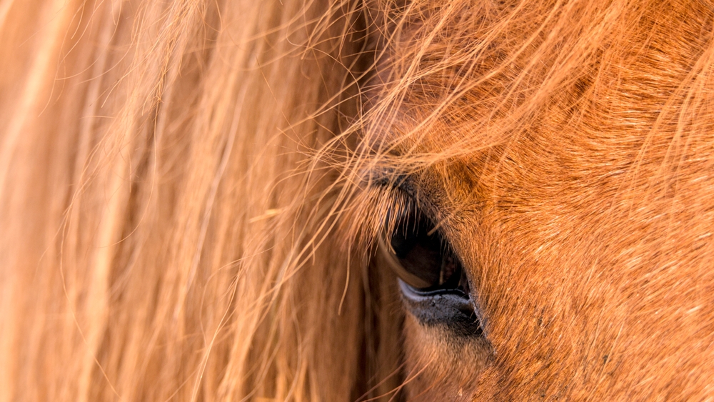 Estudo de caso: cavalo com estereotipia melhora após uso de canabidiol