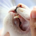 CBD mostrou benefícios em gato com gengivoestomatite