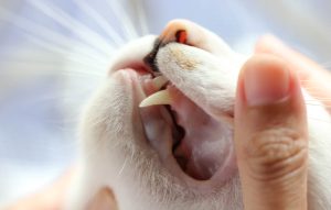 CBD mostrou benefícios em gato com gengivoestomatite