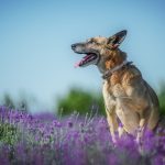 Revisão científica aponta potencial do CBD para câncer em cães