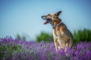 Revisão científica aponta potencial do CBD para câncer em cães