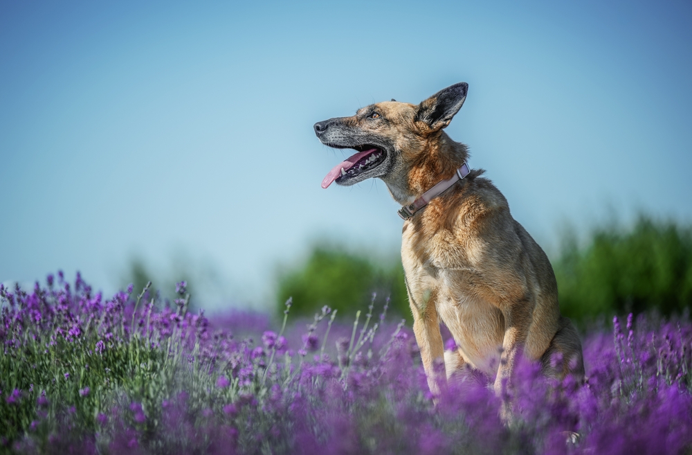 Revisão científica aponta potencial do CBD para câncer em cães