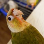 Estudo mostra como aves processam compostos da Cannabis