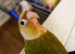 Estudo mostra como aves processam compostos da Cannabis