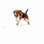 Cannabis, Cães e segurança: Estudo analisa diferenças entre CBD e THC em cães