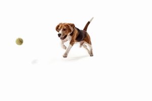 Cannabis, Cães e segurança: Estudo analisa diferenças entre CBD e THC em cães