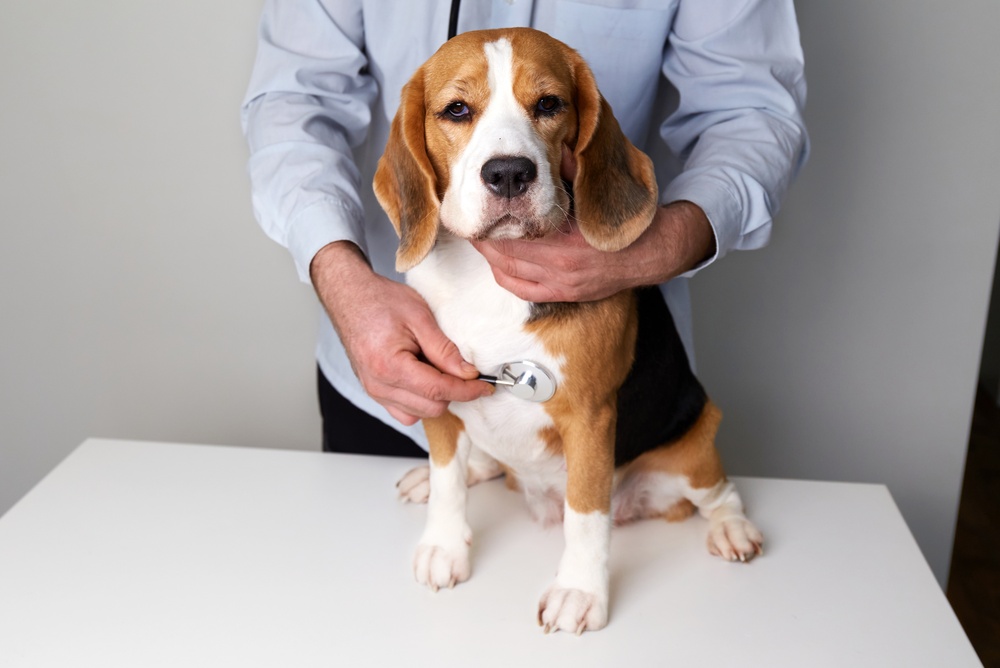 Cachorro beagle sobre a bancada de um veterinário
