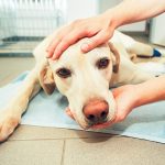 Pesquisa revela potencial do CBD no câncer de mama em cães