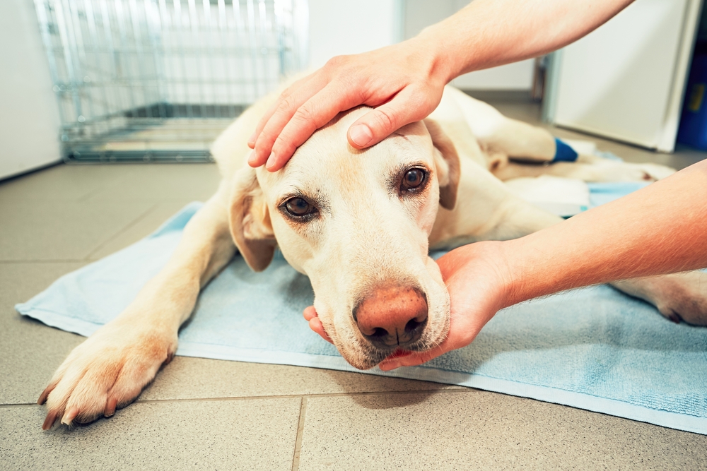 Pesquisa revela potencial do CBD no câncer de mama em cães