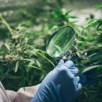No Dia da Ciência, o papel da pesquisa em Cannabis
