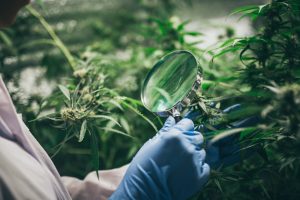 No Dia da Ciência, o papel da pesquisa em Cannabis