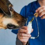 CFMV autoriza AMEC-VET a conceder título de especialista em Endocanabinologia Veterinária
