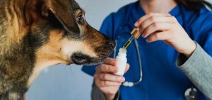 CFMV autoriza AMEC-VET a conceder título de especialista em Endocanabinologia Veterinária