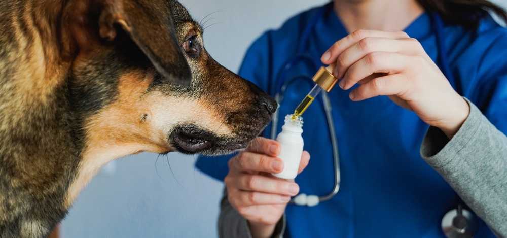 CFMV autoriza AMEC-VET a conceder título de especialista em Endocanabinologia Veterinária