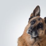 Cannabis reduz anestesia em cirurgia veterinária, diz estudo